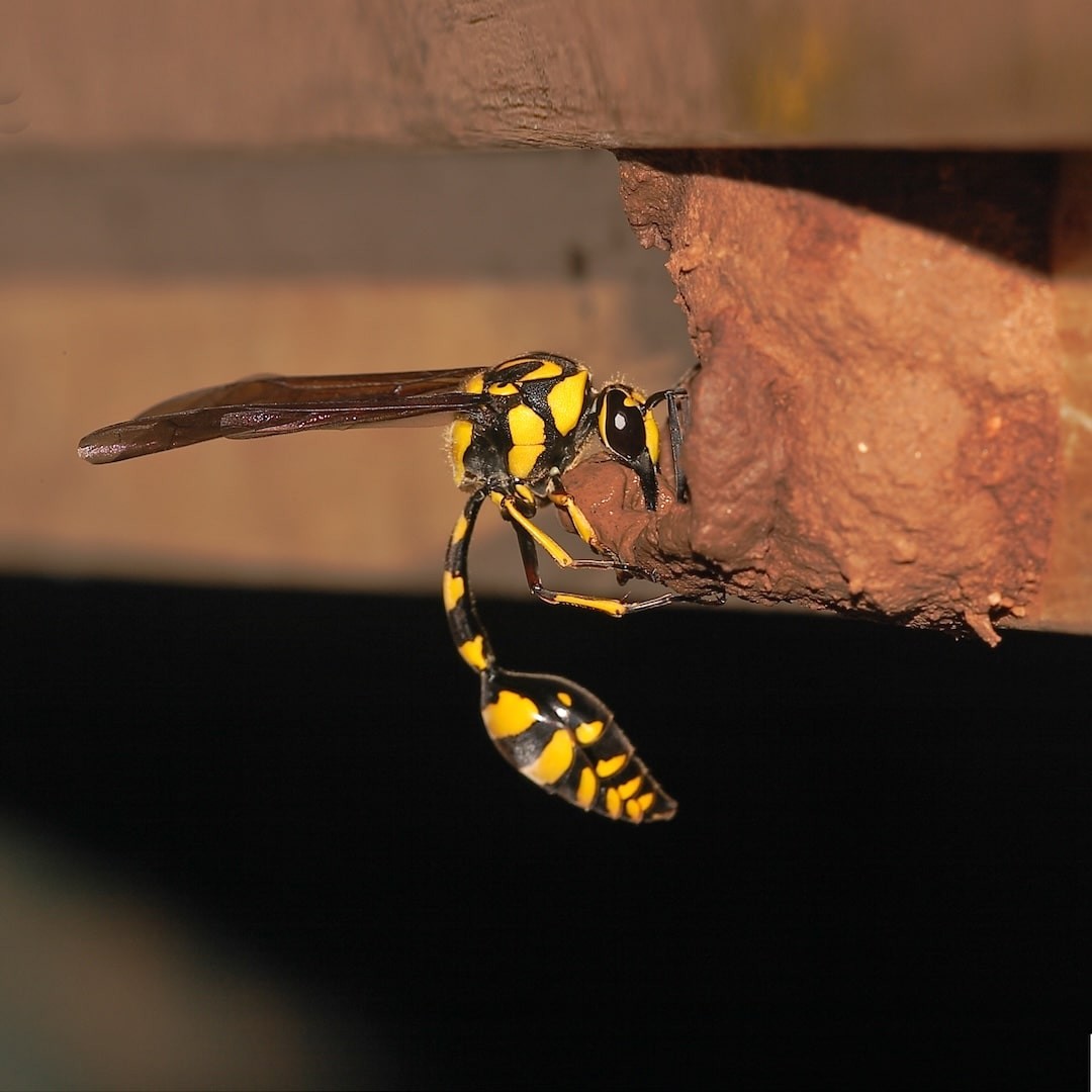 Potter's Wasp by Black Baza