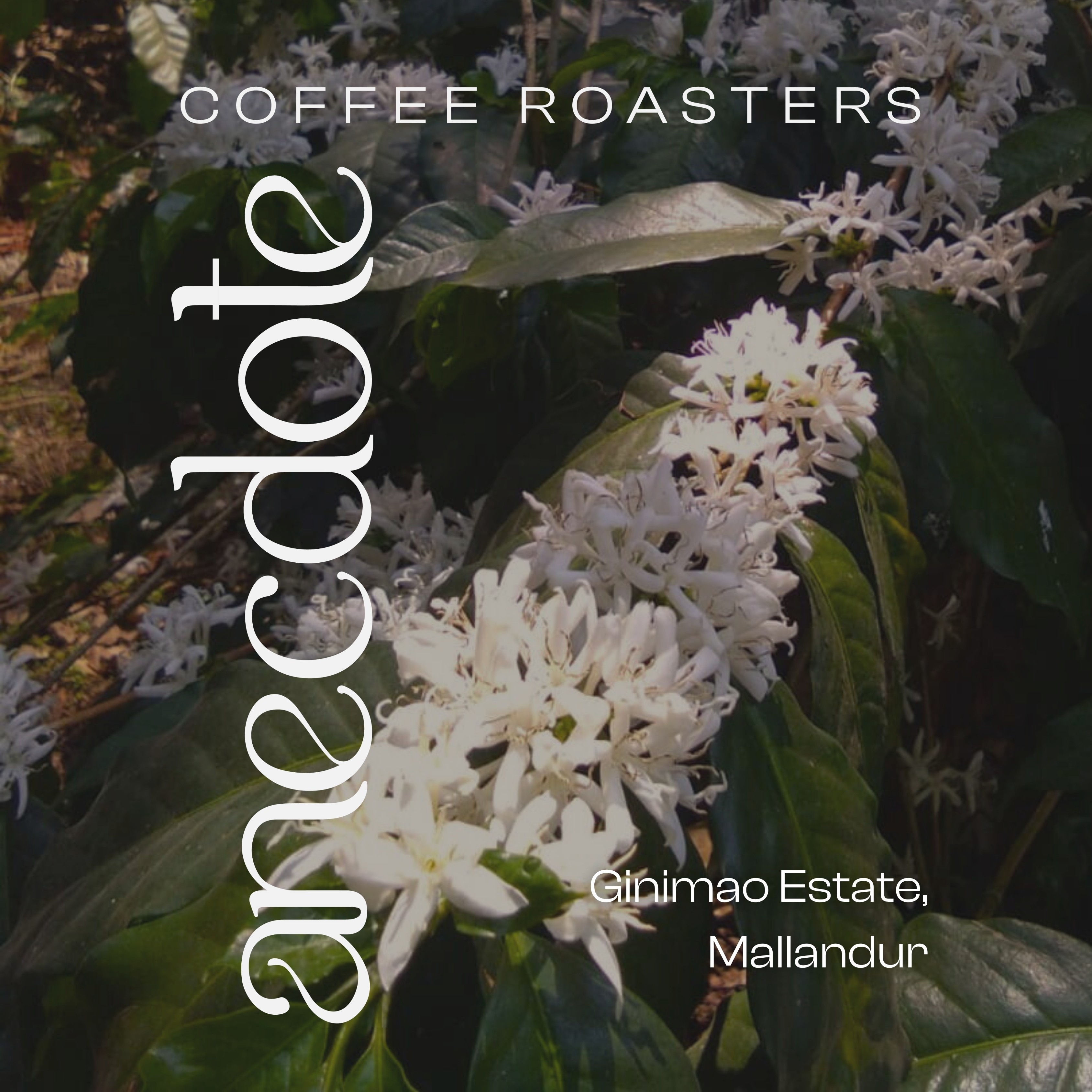 Afterglow at Ginimao by Anecdote Coffee Roasters