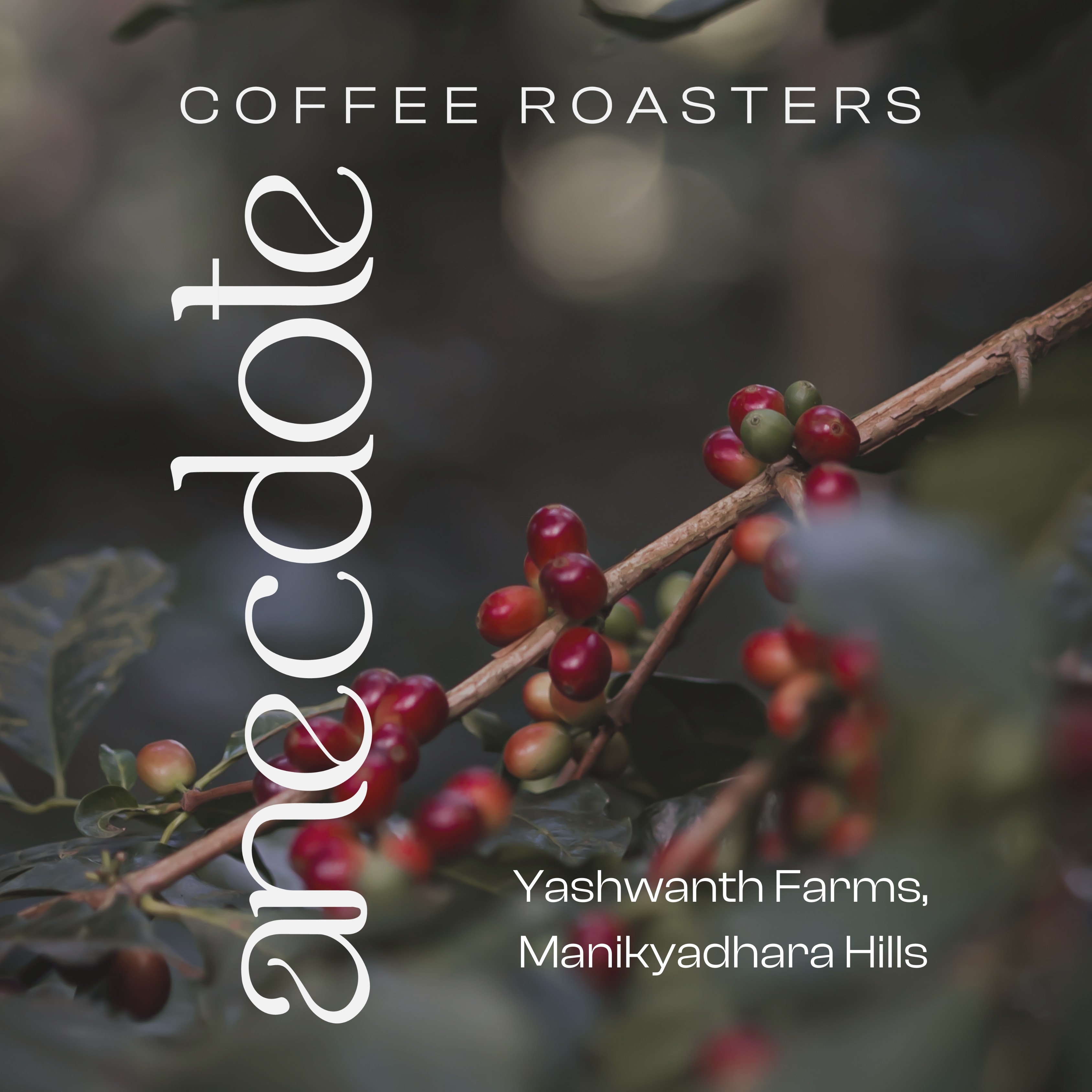 Dawn at Yashwanth by Anecdote Coffee Roasters
