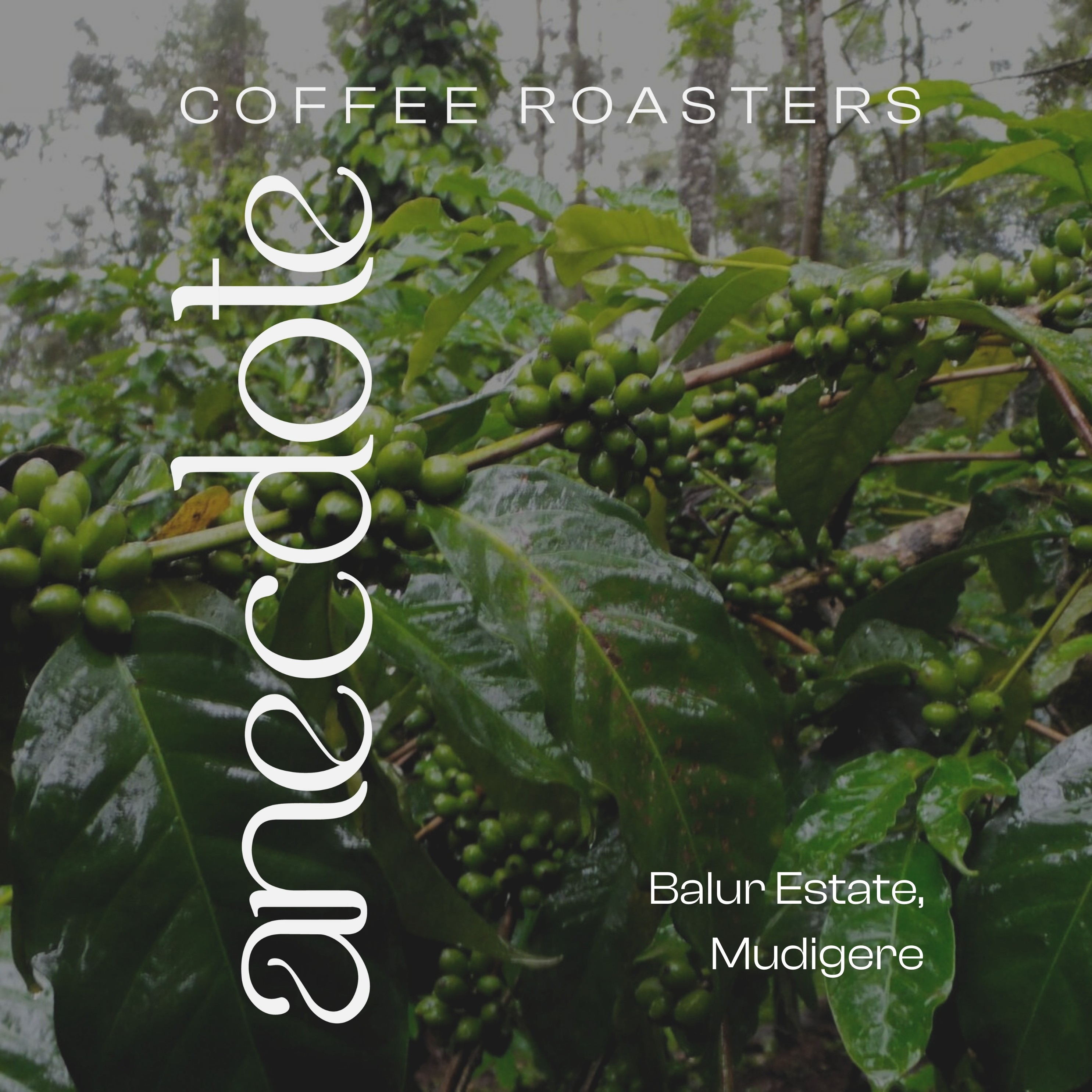Eventide at Balur by Anecdote Coffee Roasters