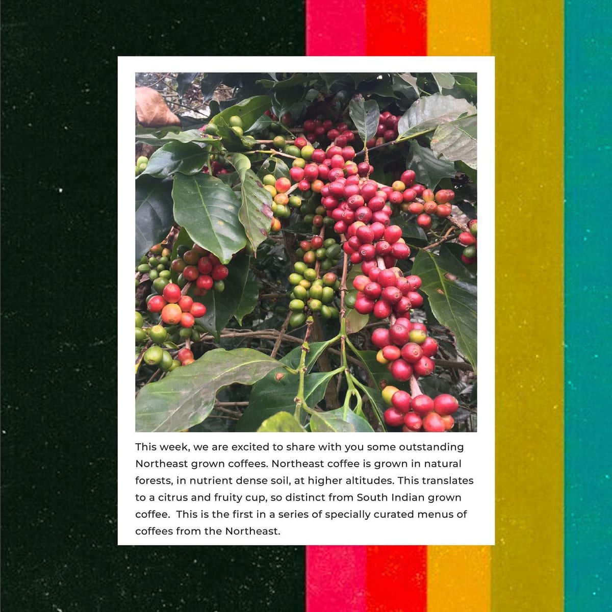 Menu photo from Kilta (Nagaland Coffee) — Northeast Coffees Series 2